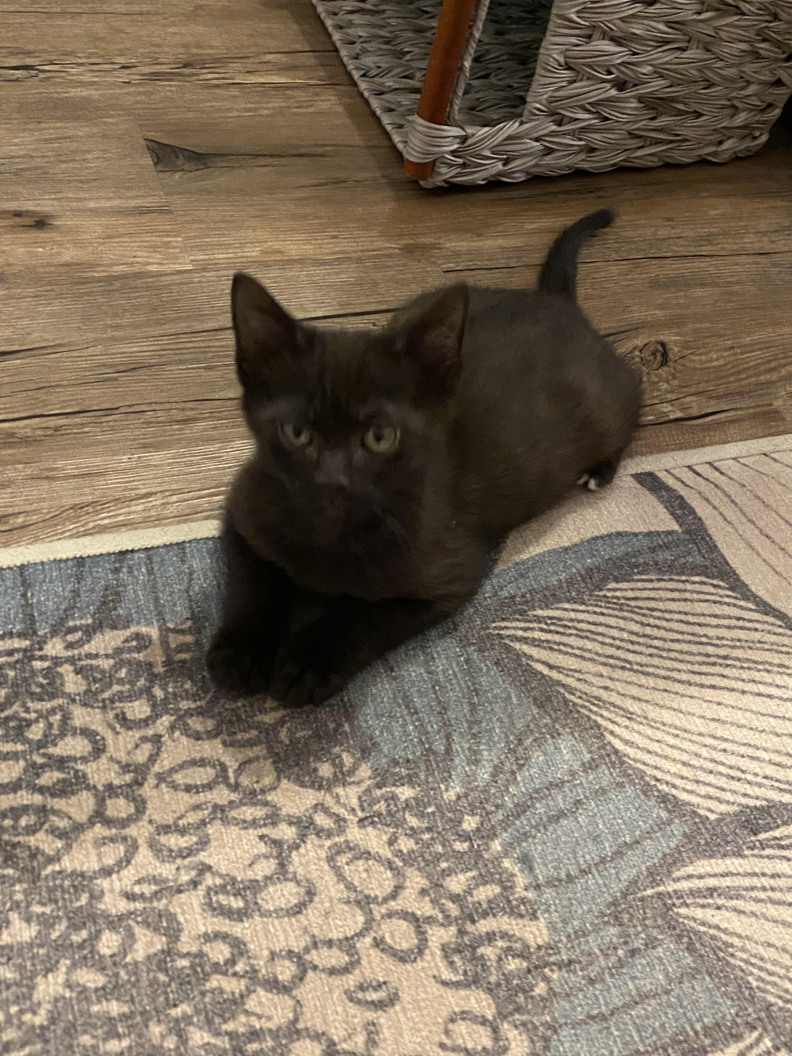 Stretch (Casper litter), adopted, Kitten Male Domestic Short Hair.
