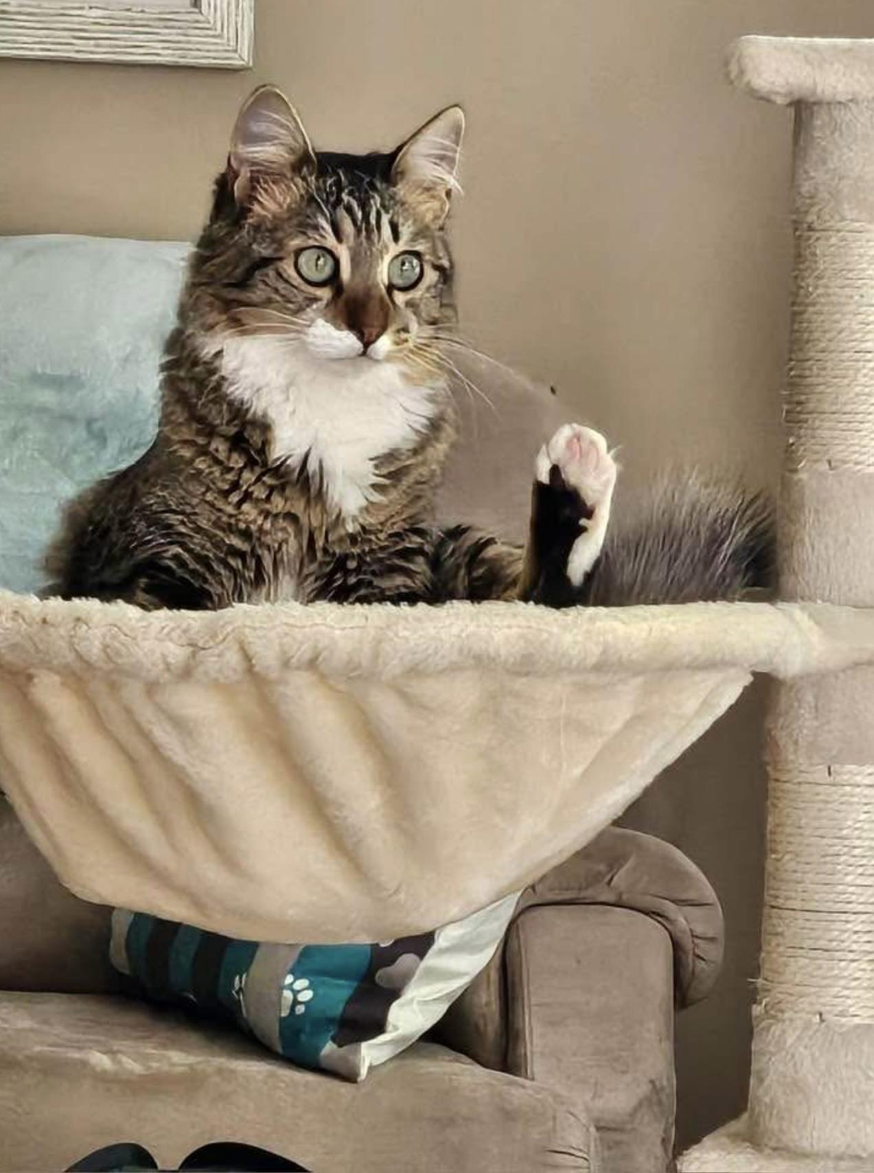 Rocky, Adopted, Young Male Egyptian Mau & Persian.