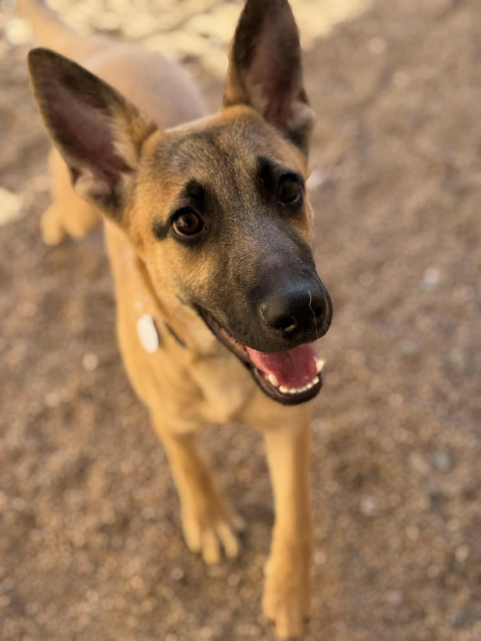 Reggie, ADOPTABLE, Young Female German Shepherd Dog.