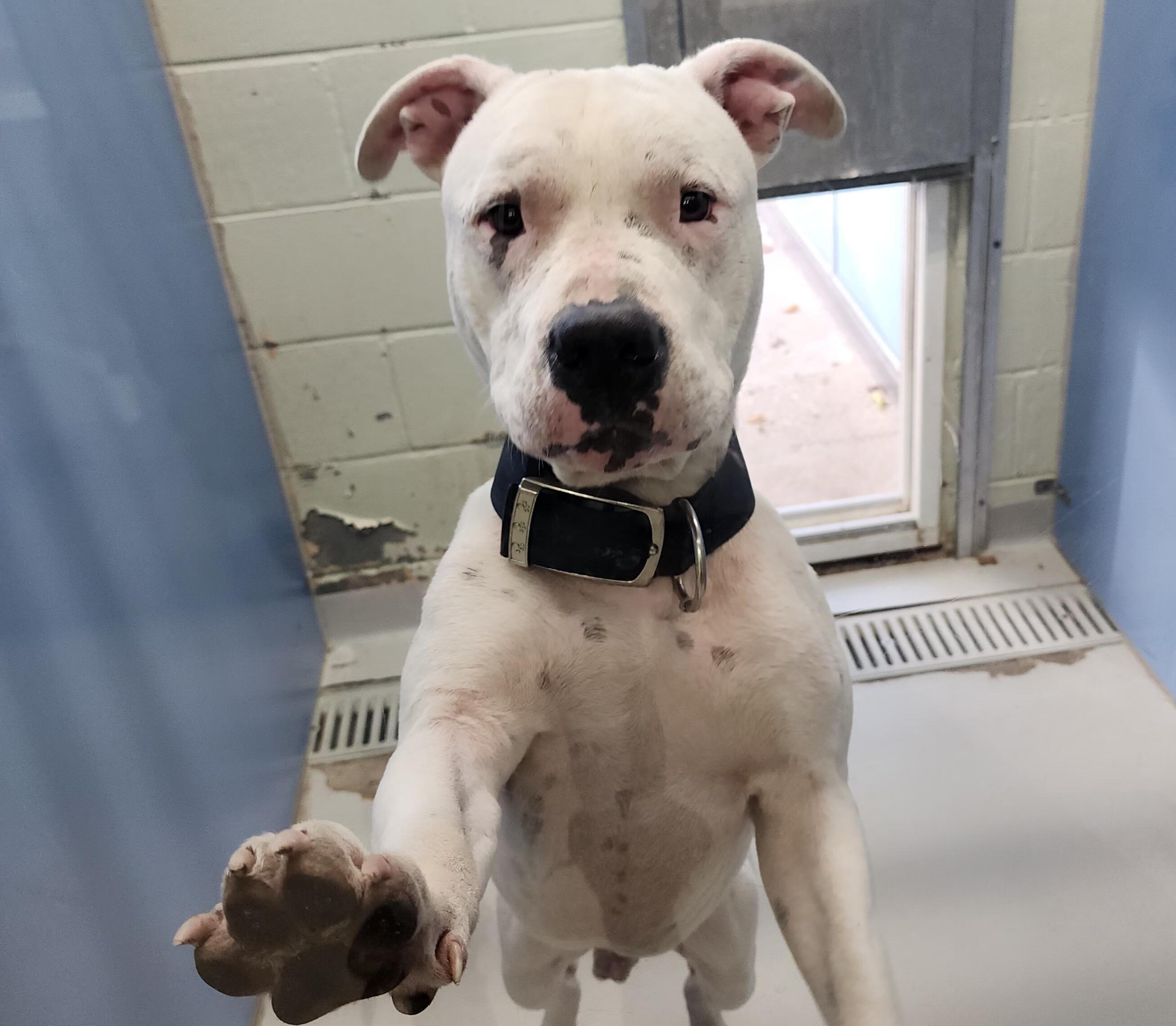 Draco, a Adoptable Pit Bull Terrier in AQUEBOGUE, NY image 2/3