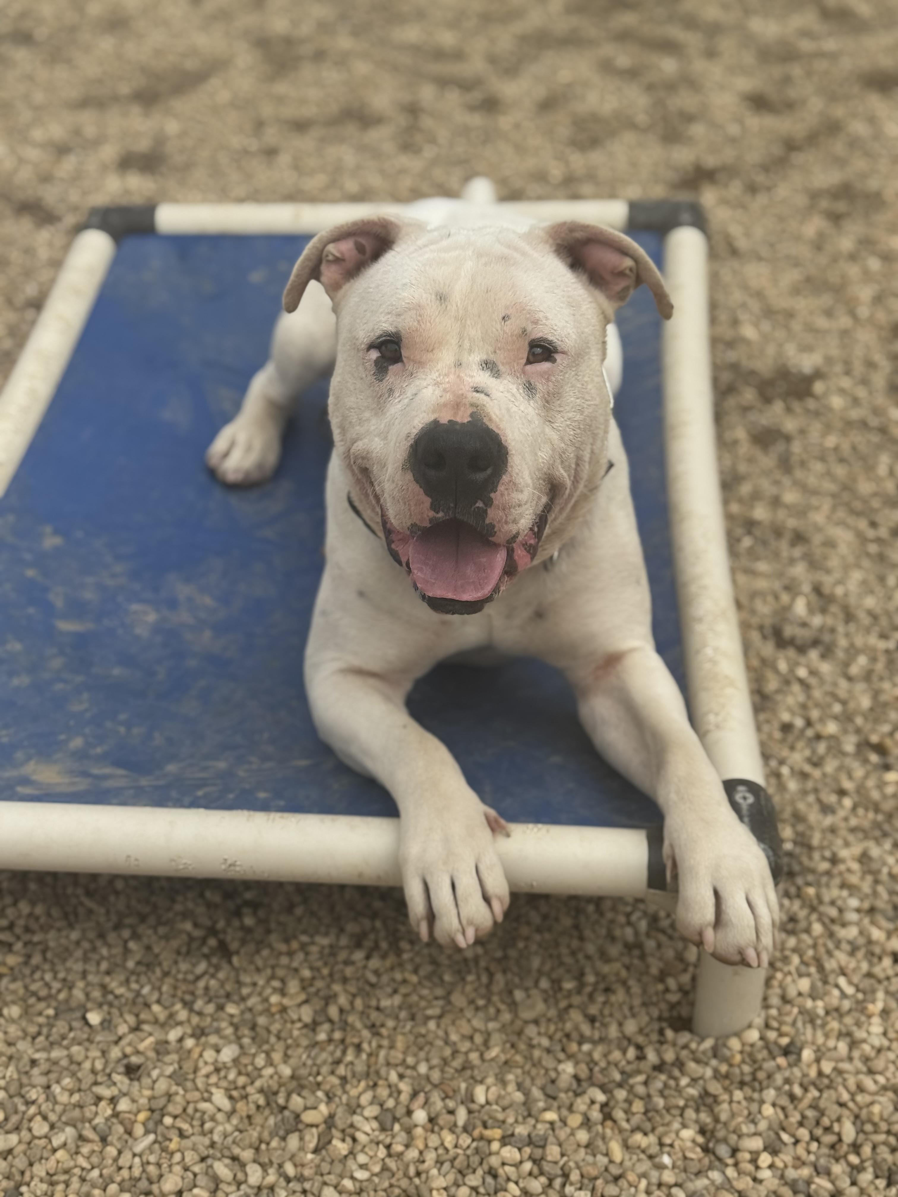 Draco, Adoptable, Adult Male Pit Bull Terrier.