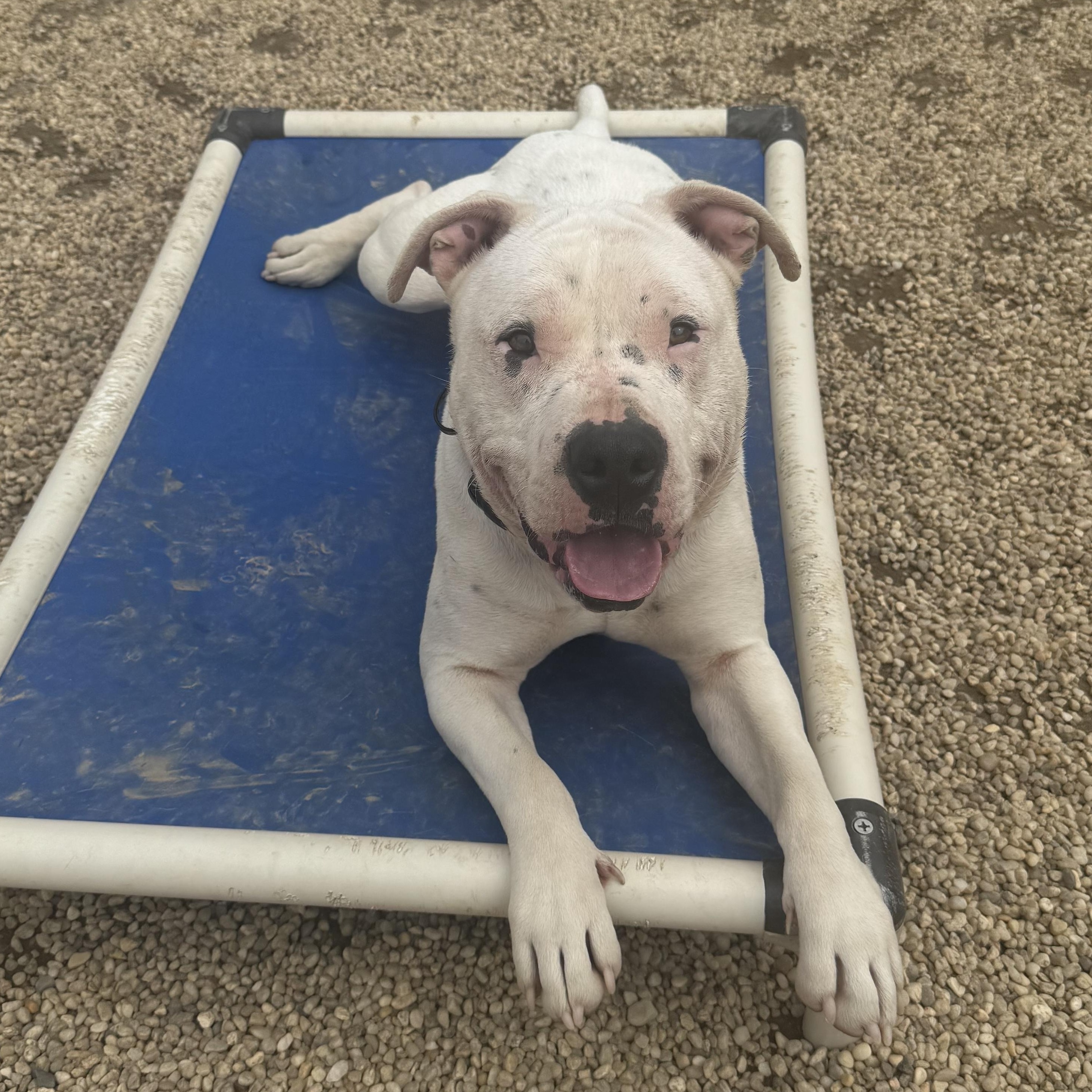 Draco, a Adoptable Pit Bull Terrier in AQUEBOGUE, NY image 3/3