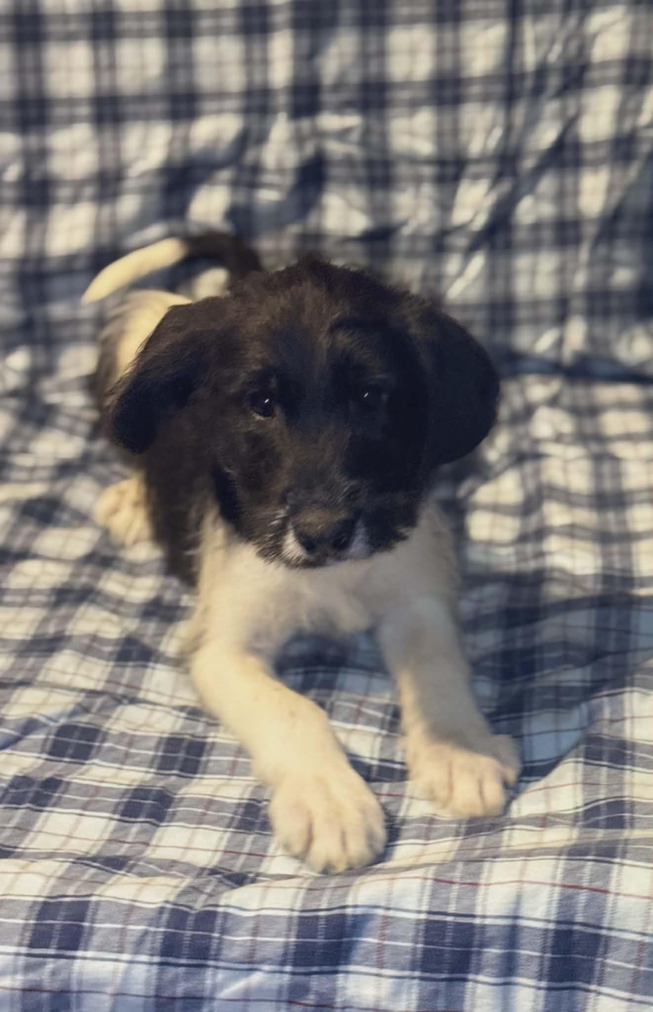 Judd (Scott-Fostered in TN), an adopted mixed breed in Brooklyn, CT image 2/2