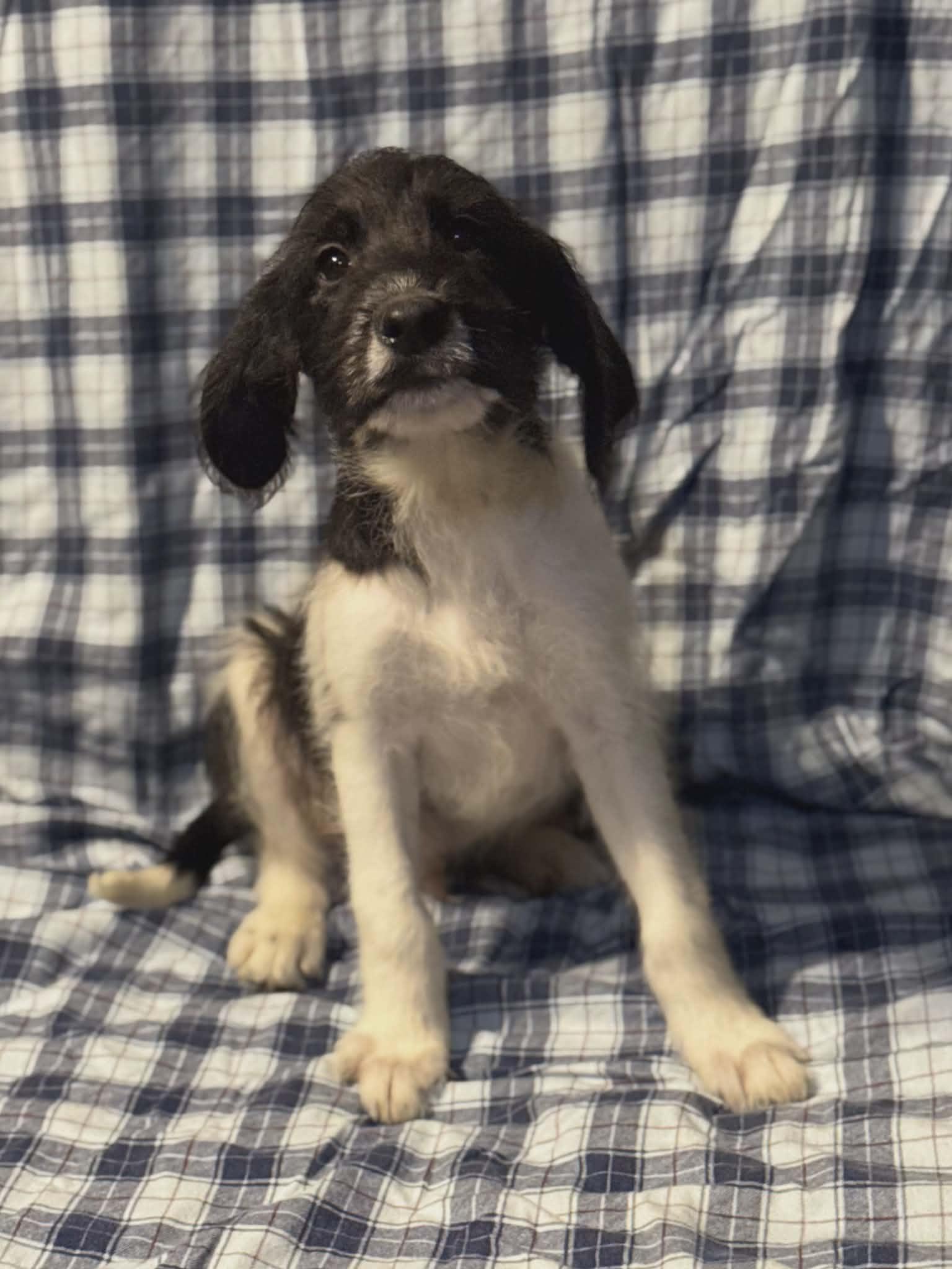 Judd (Scott-Fostered in TN), an adopted mixed breed in Brooklyn, CT image 1/2