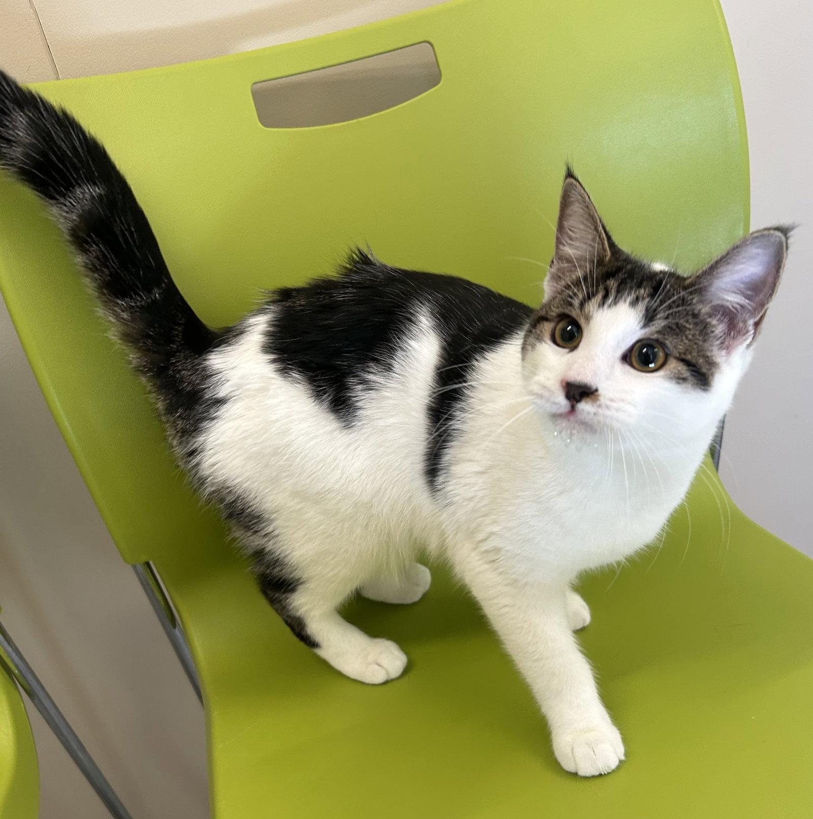 Xena, Adoptable, Young Female Domestic Short Hair.