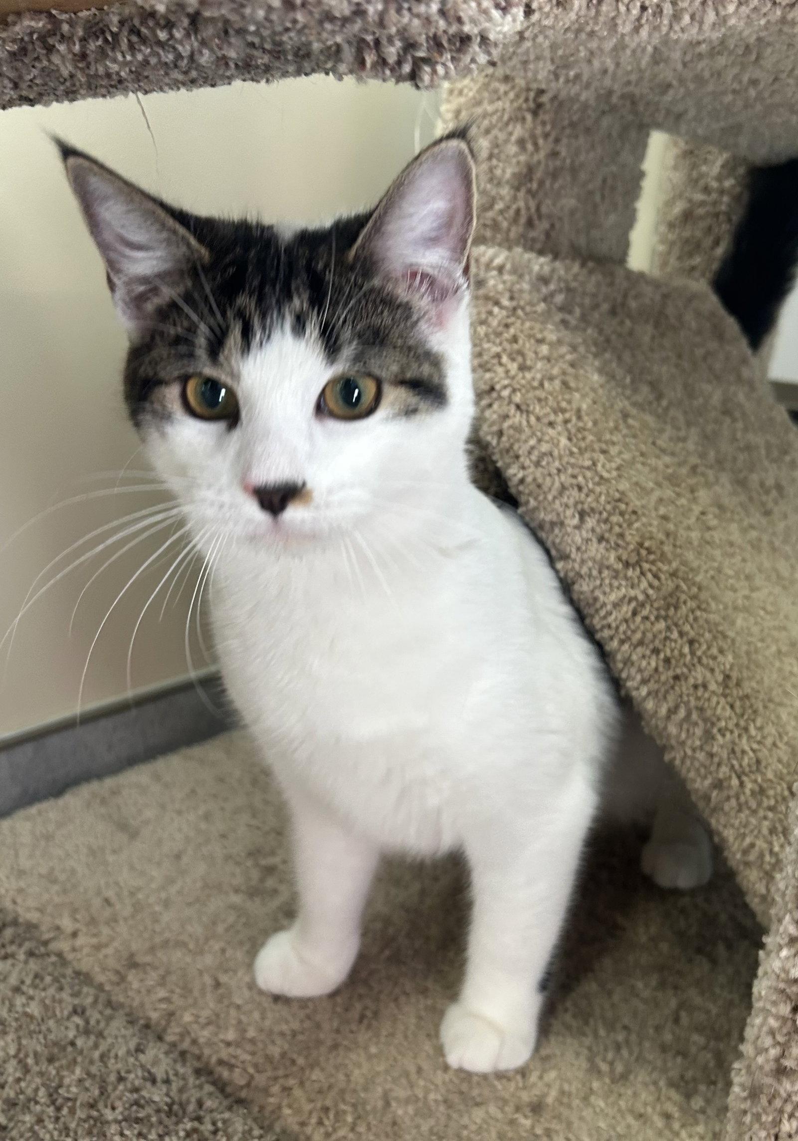 Enlarge Xena, a Adoptable Domestic Short Hair in Arlington, VT image 2/2