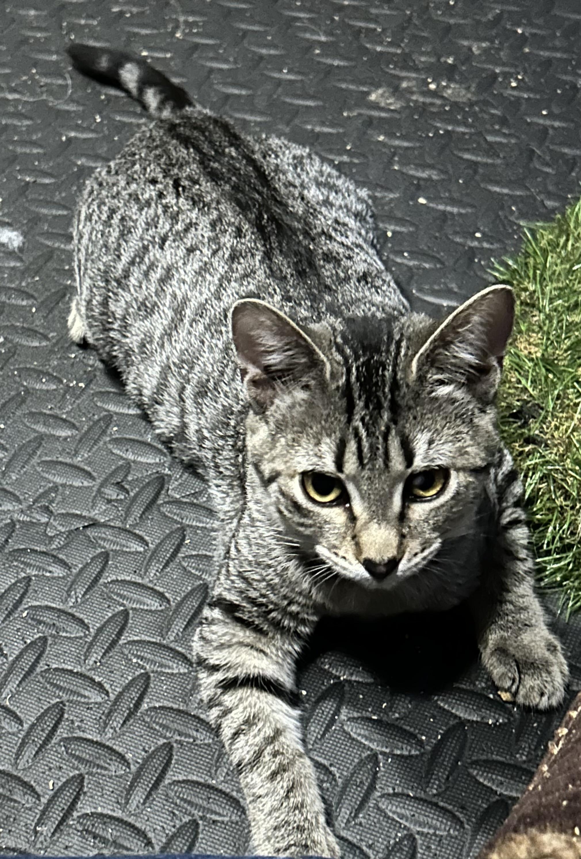 Enlarge Crash, a Adoptable Tabby in Pasco, WA image 2/6