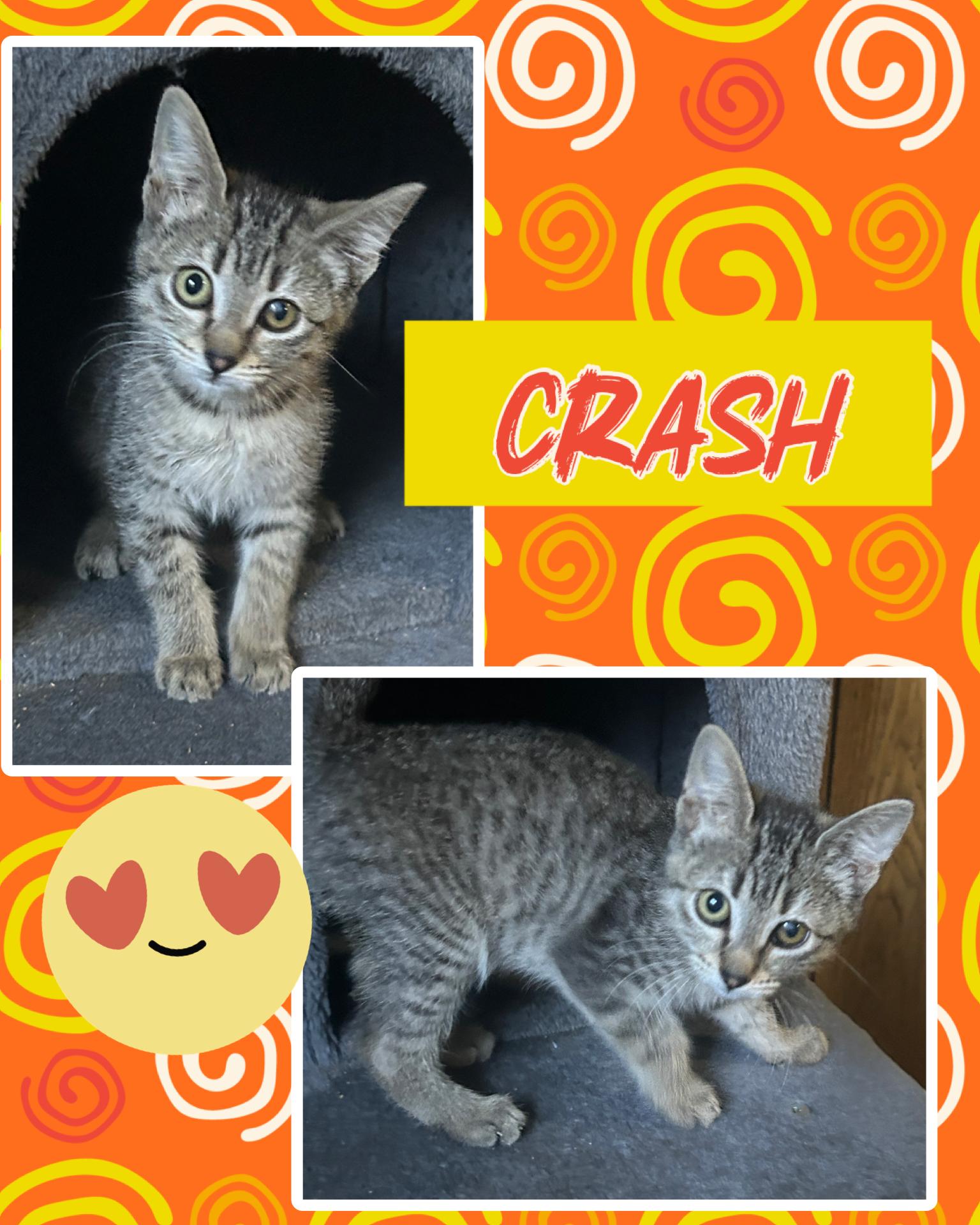 Enlarge Crash, a ADOPTABLE Tabby in Pasco, WA image 1/5