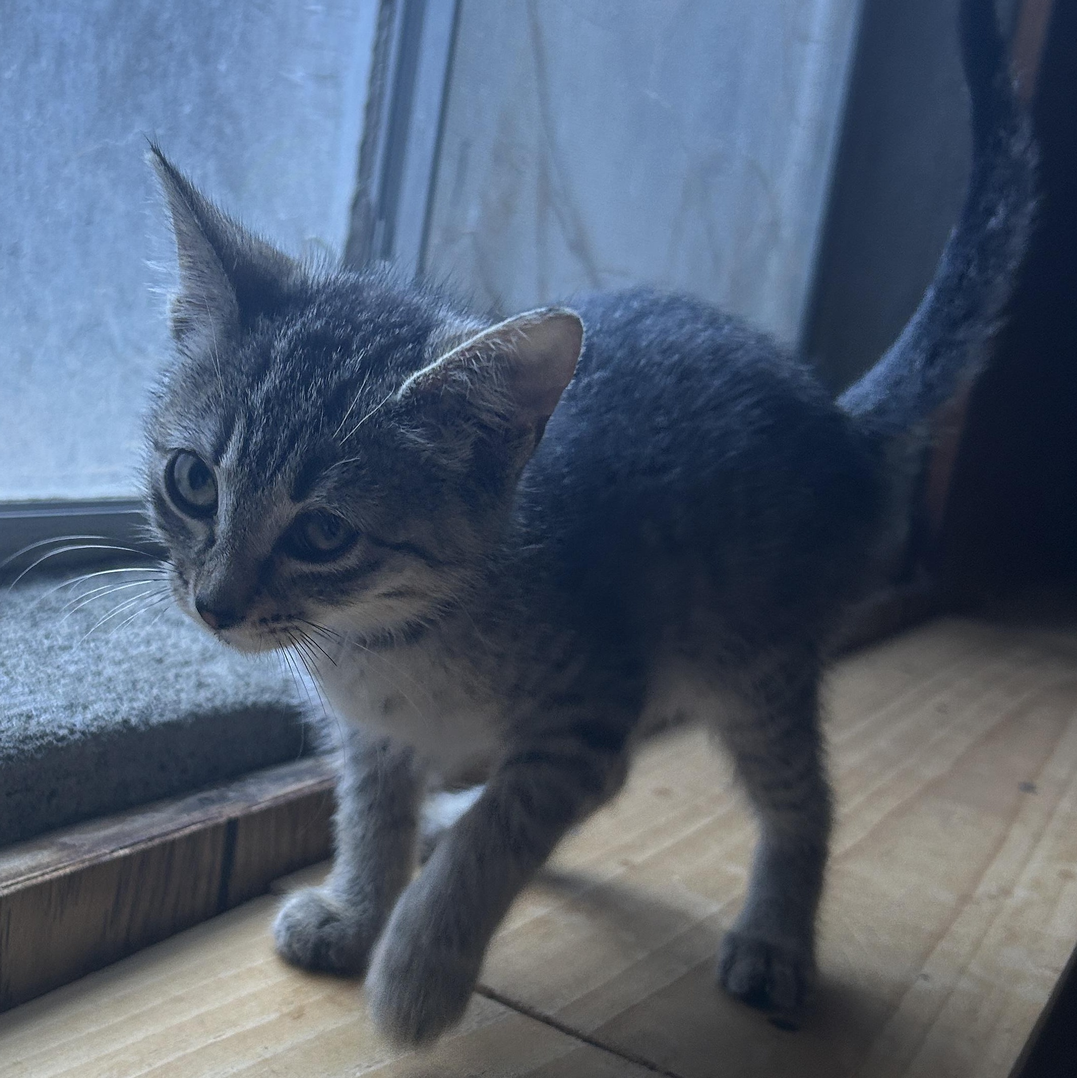 Enlarge Crash, a ADOPTABLE Tabby in Pasco, WA image 4/5