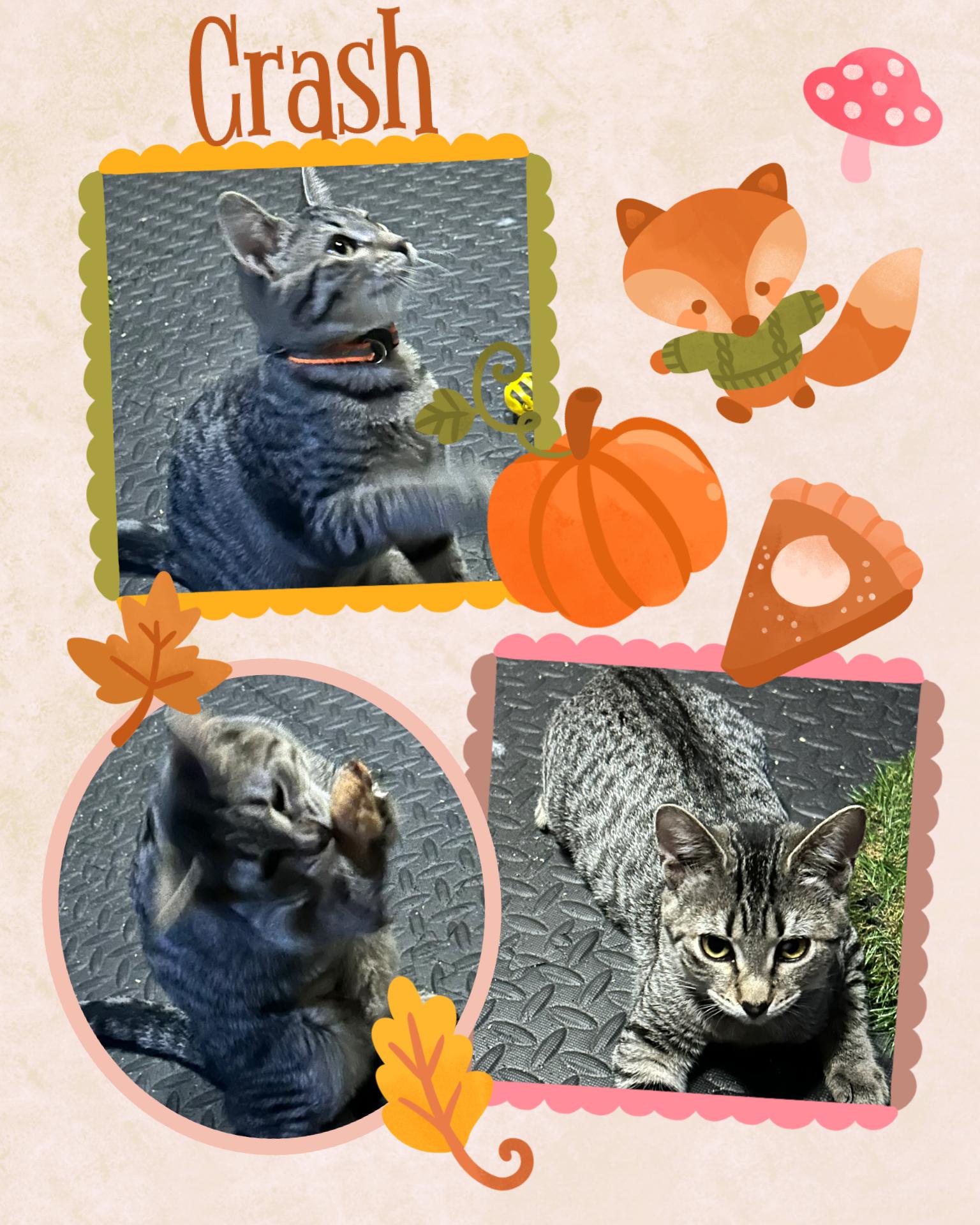 Enlarge Crash, a Adoptable Tabby in Pasco, WA image 1/6