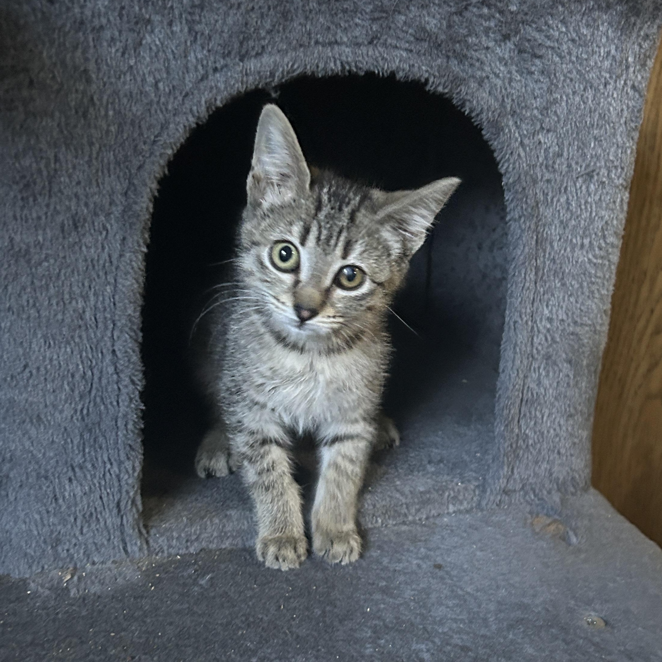 Enlarge Crash, a ADOPTABLE Tabby in Pasco, WA image 2/5