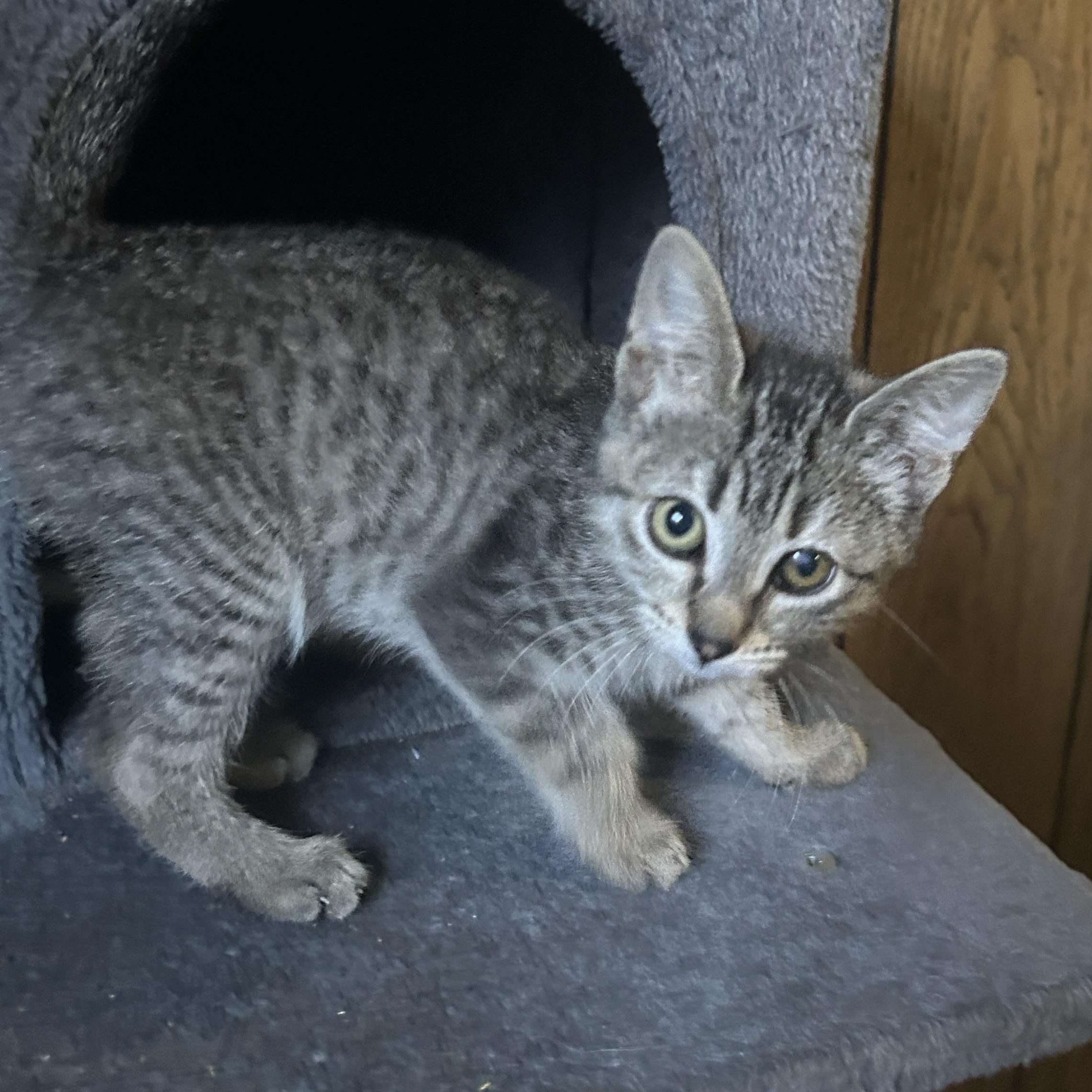 Enlarge Crash, a ADOPTABLE Tabby in Pasco, WA image 5/5