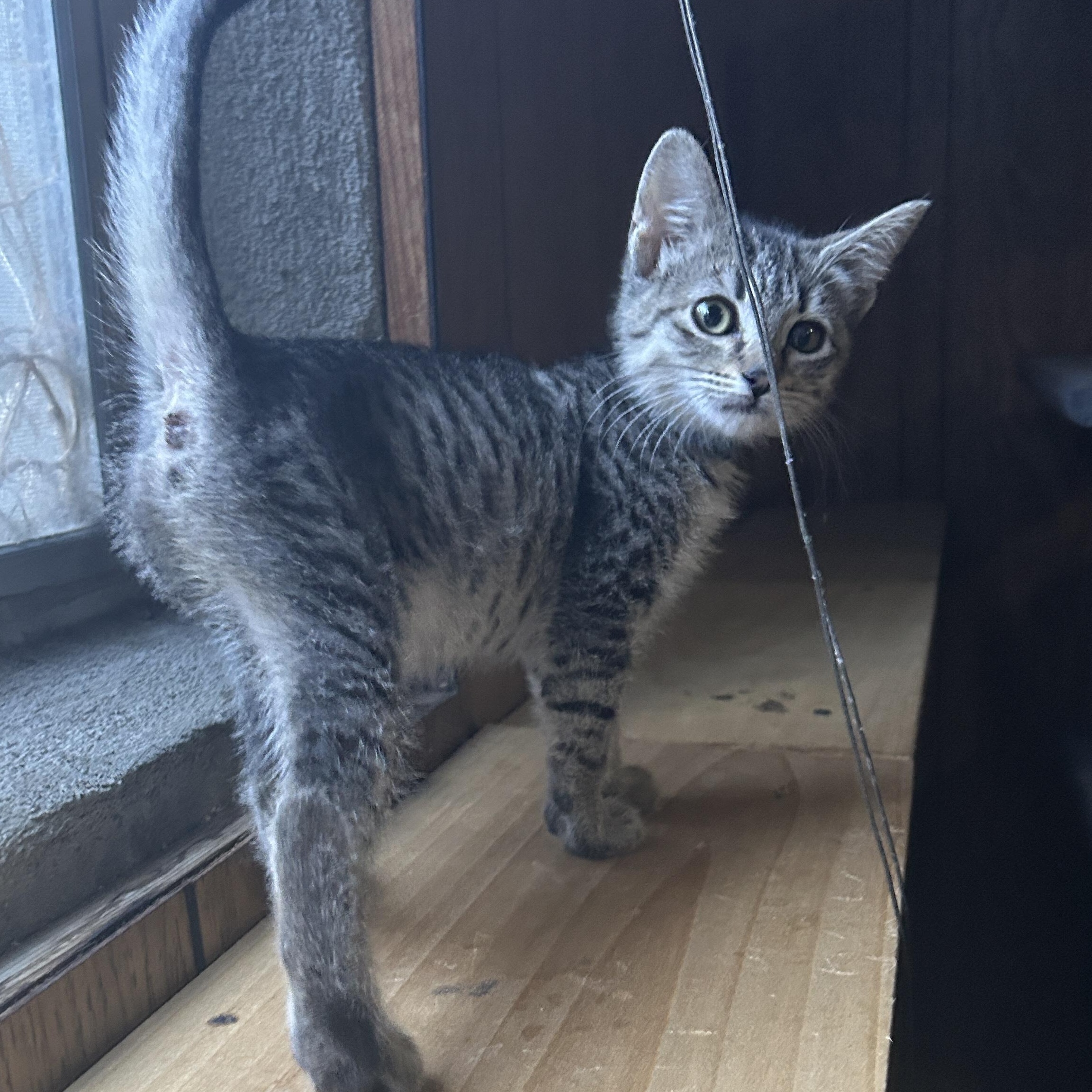 Enlarge Crash, a ADOPTABLE Tabby in Pasco, WA image 3/5