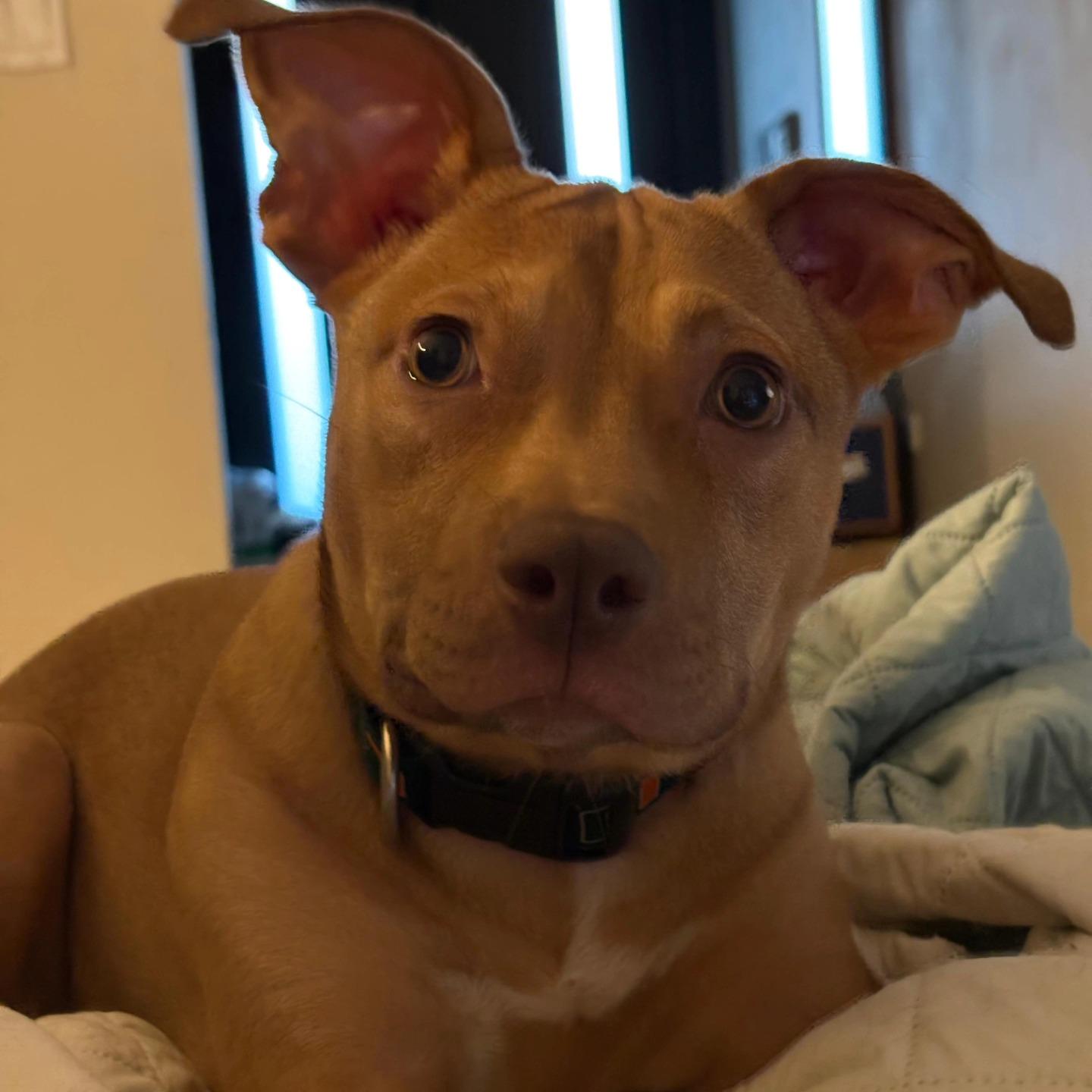 Jade, an adoptable Vizsla in Miami, FL, 33155 | Photo Image 5