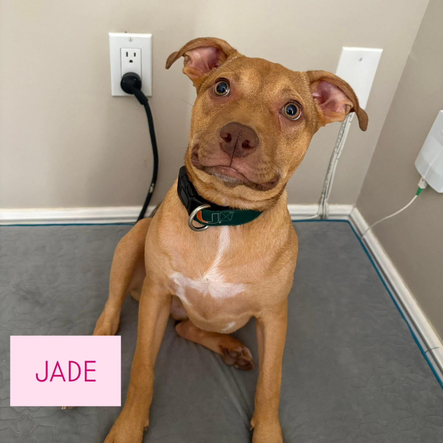 Jade, an adoptable Vizsla in Miami, FL, 33155 | Photo Image 1