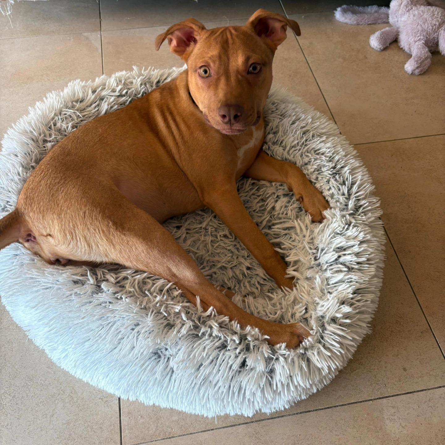 Jade, an adoptable Vizsla in Miami, FL, 33155 | Photo Image 4