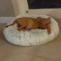 Jade, an adoptable Vizsla in Miami, FL, 33155 | Photo Image 3
