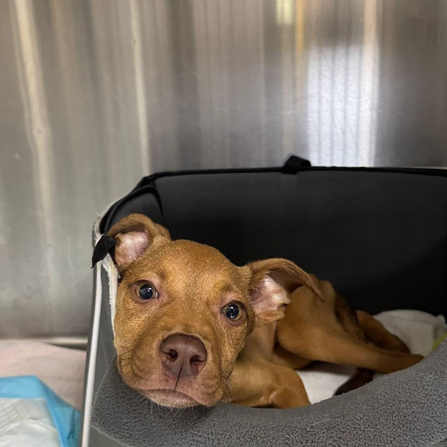 Jade, an adoptable Vizsla in Miami, FL, 33155 | Photo Image 2
