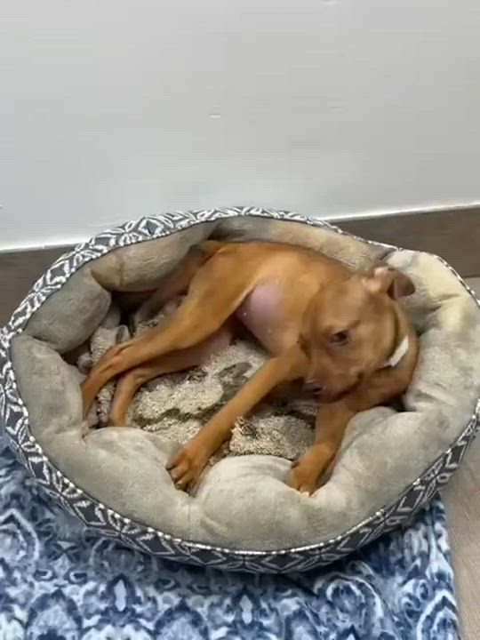 Enlarge Jade, a Adoptable mixed breed in Miami, FL video 4/6