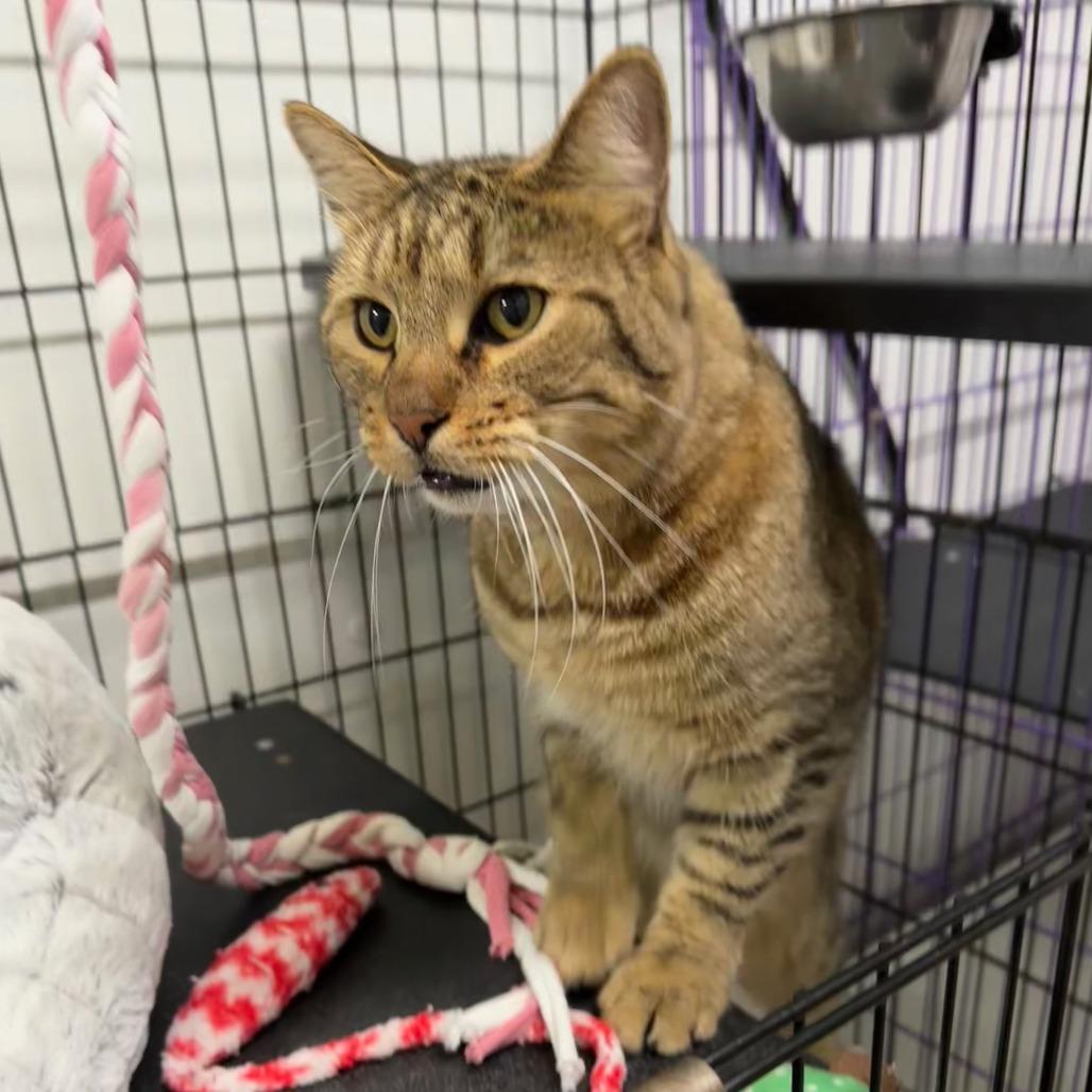Henry James, Adoptable, Adult Male Domestic Short Hair.
