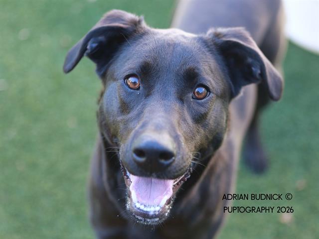 Lululemon, ADOPTABLE, Young Female Mixed Breed.