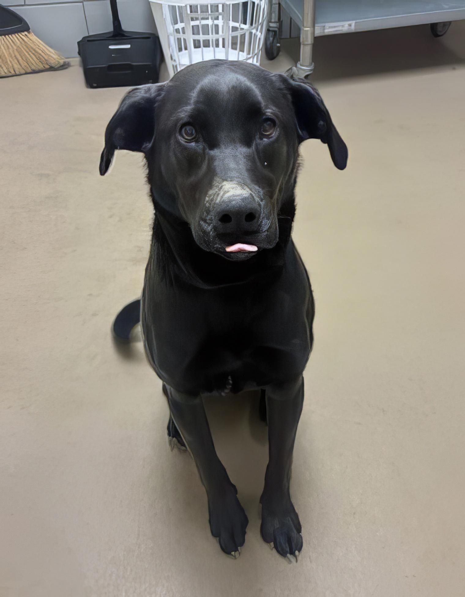 Enlarge Lululemon, a ADOPTABLE Mixed Breed in Nashville, TN image 2/2