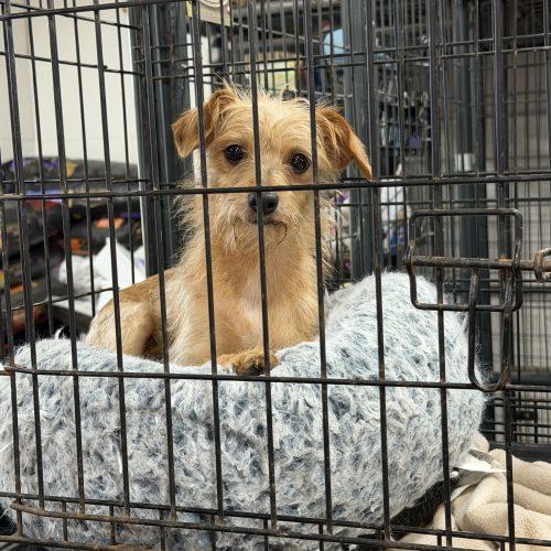 Enlarge Amity, a Adoptable mixed breed in Matthews, IN image 1/4