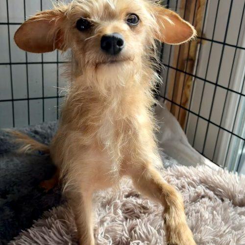 Enlarge Amity, a Adoptable mixed breed in Matthews, IN image 2/4