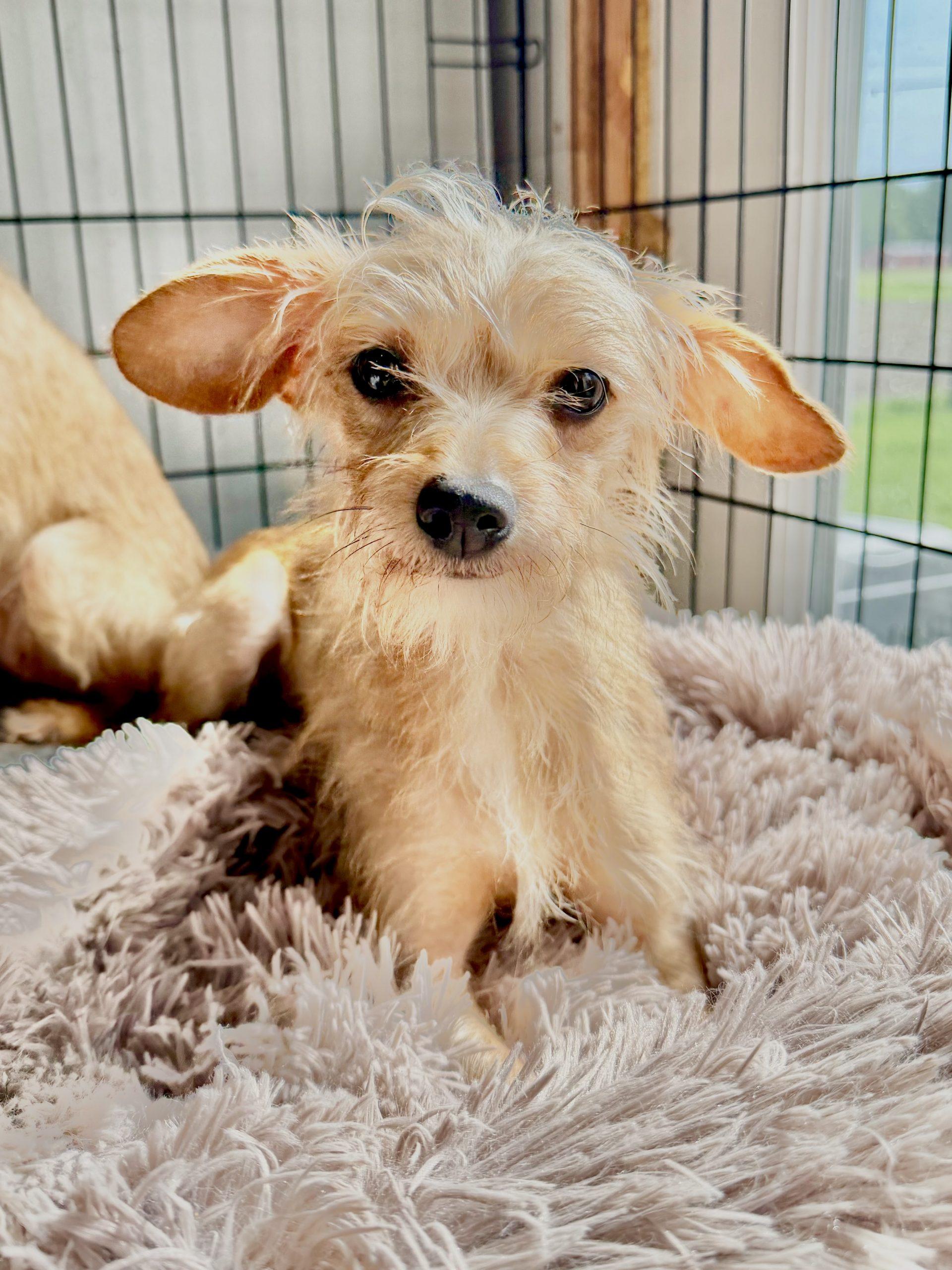 Enlarge Amity, a Adoptable mixed breed in Matthews, IN image 3/4