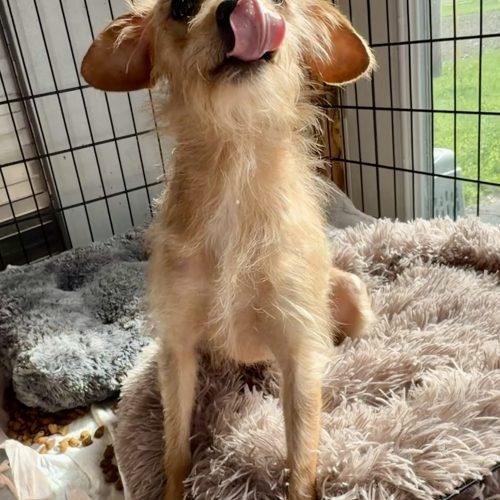Enlarge Amity, a Adoptable mixed breed in Matthews, IN image 4/4