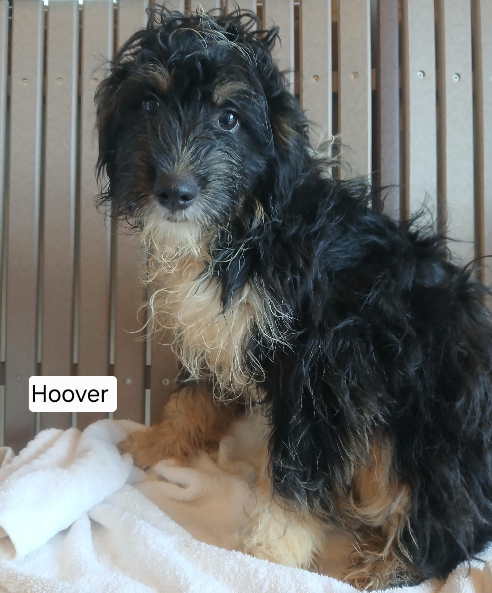Hoover