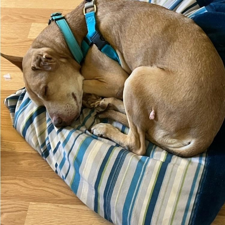 Kia, a Adoptable Pit Bull Terrier in Chicago, IL image 2/6