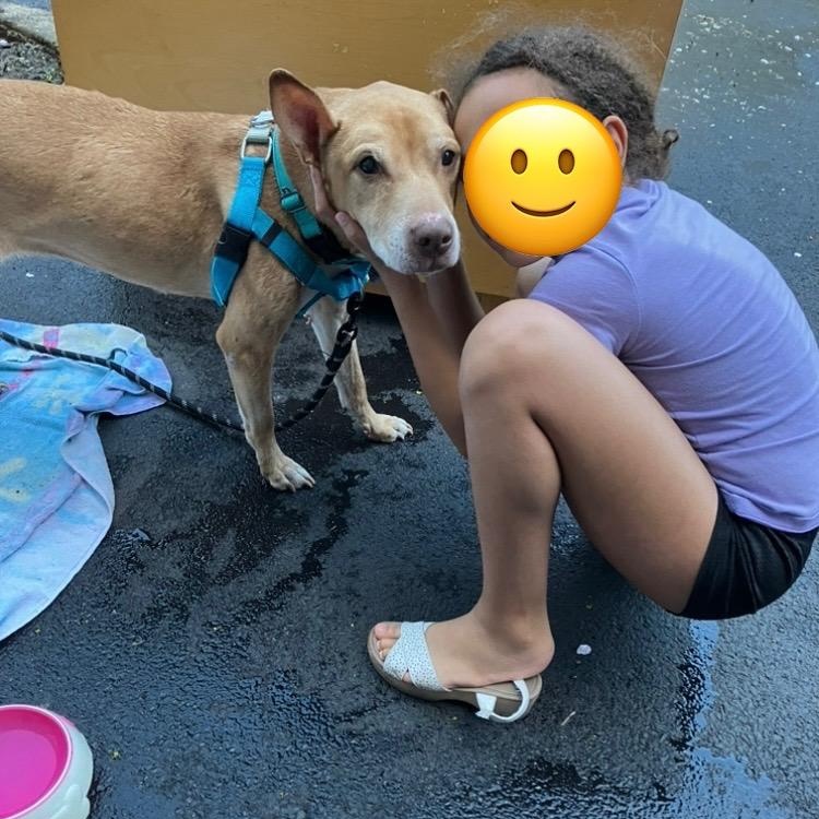 Kia, Adoptable, Senior Female Pit Bull Terrier.