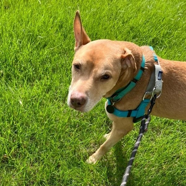 Kia, a Adoptable Pit Bull Terrier in Chicago, IL image 3/6