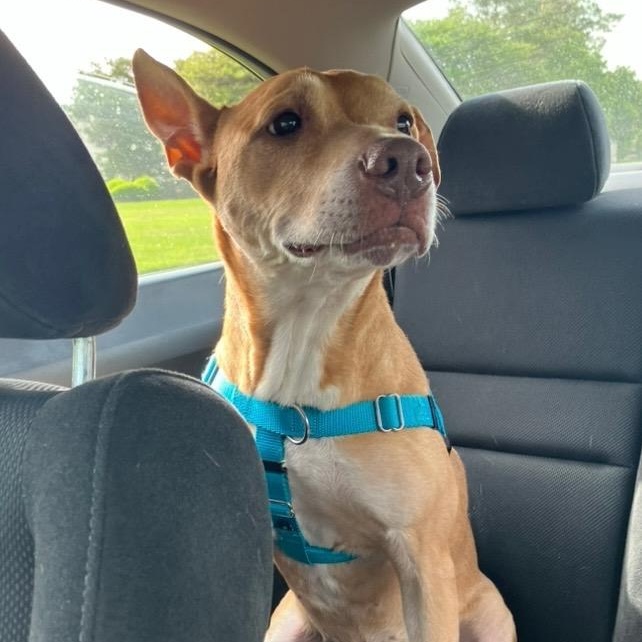 Kia, a Adoptable Pit Bull Terrier in Chicago, IL image 4/6