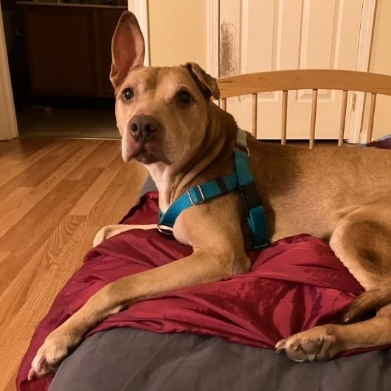 Kia, a Adoptable Pit Bull Terrier in Chicago, IL image 5/6