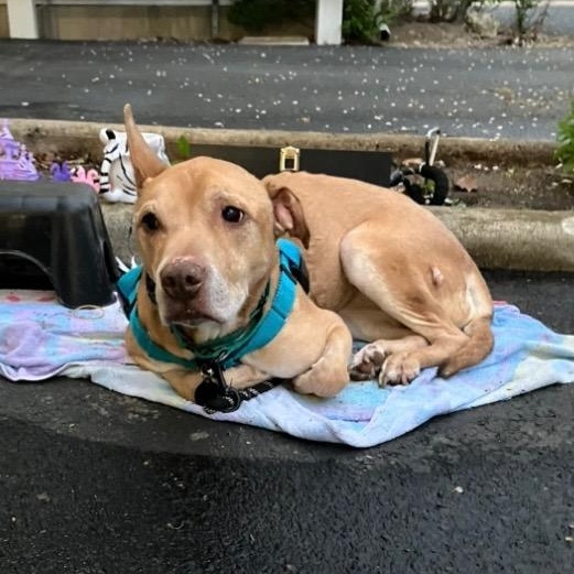 Kia, a Adoptable Pit Bull Terrier in Chicago, IL image 6/6