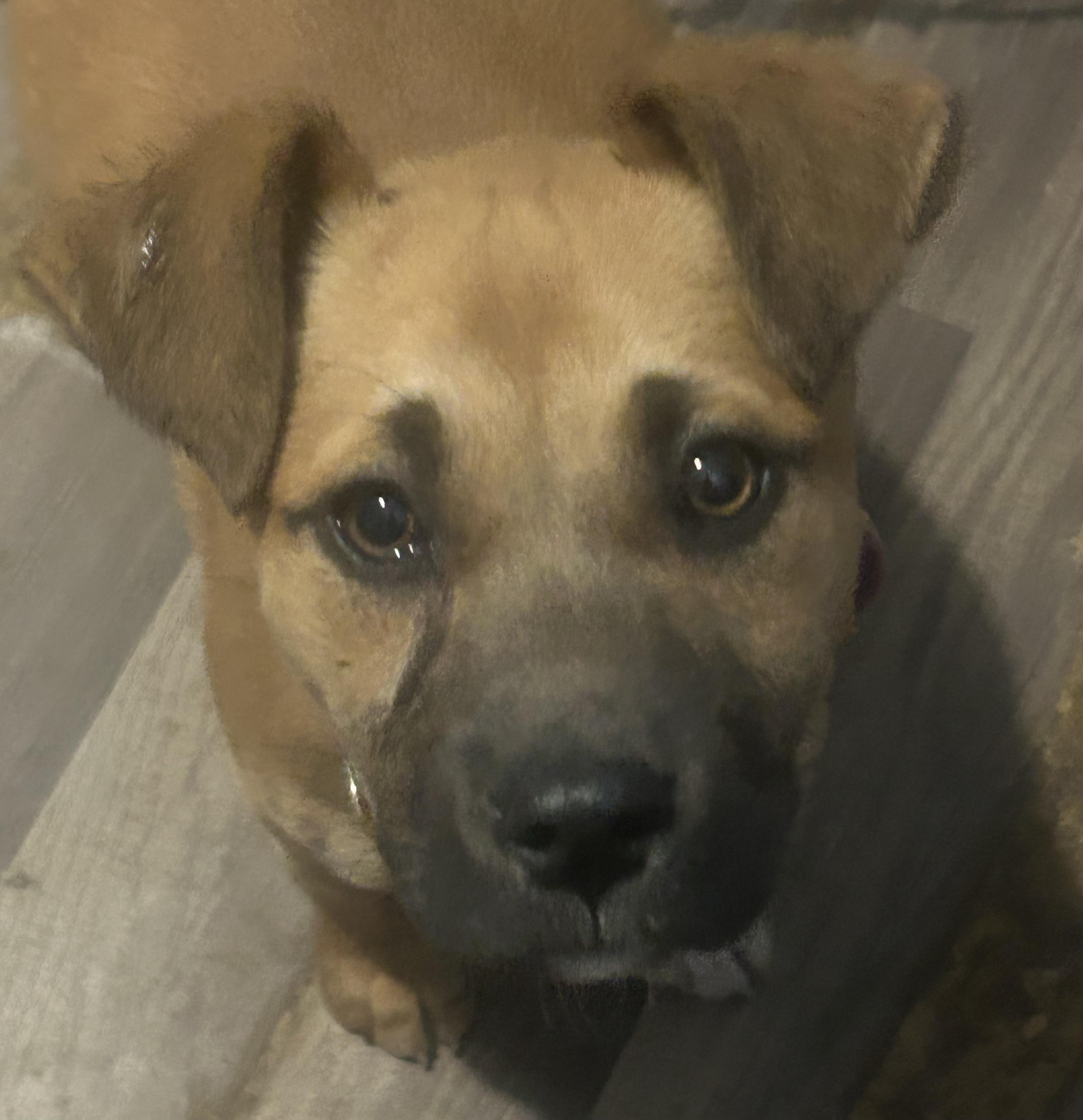 Enlarge Chicka, a Adopted mixed breed in Hardin, MT image 1/1