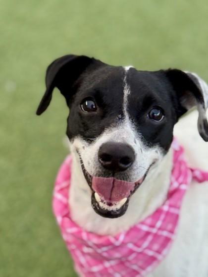 Ellie Mae, a Adoptable Mixed Breed in Fort Worth, TX image 1/3