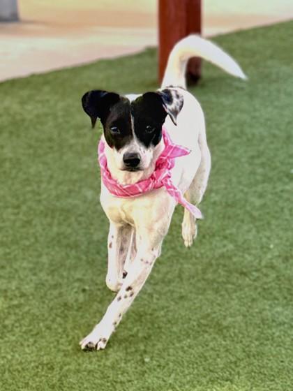 Ellie Mae, Adoptable, Adult Female Mixed Breed & Mixed Breed.