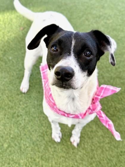 Ellie Mae, a Adoptable Mixed Breed in Fort Worth, TX image 2/3