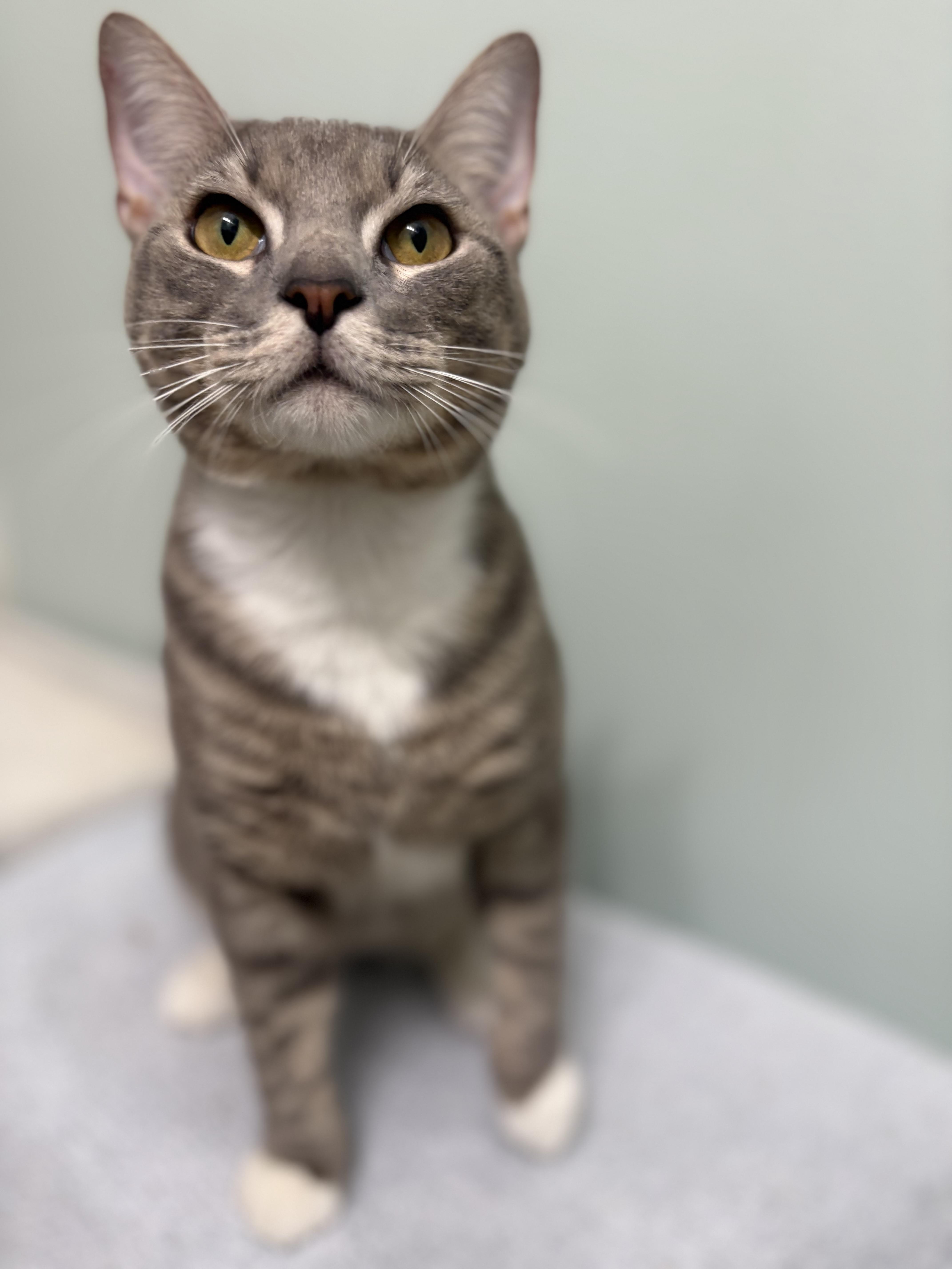 Jake, a ADOPTABLE mixed breed in Brooksville, FL image 2/6