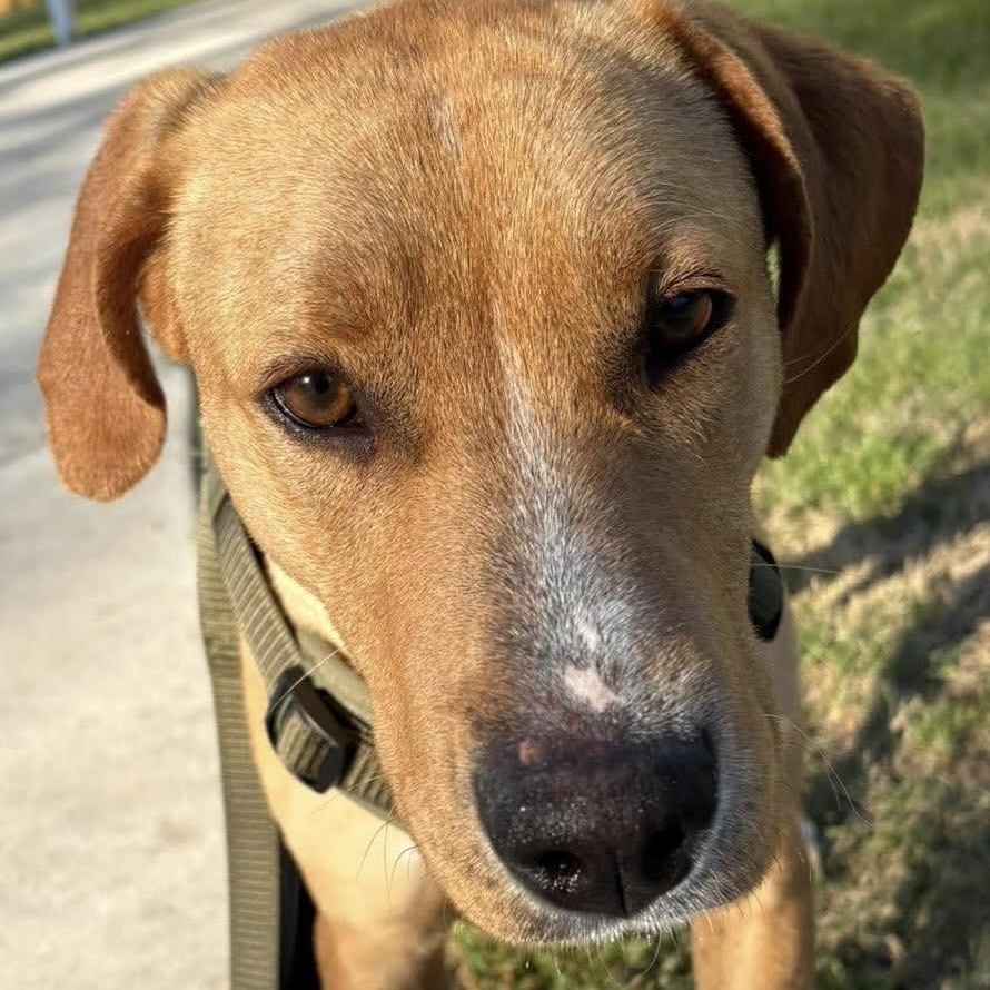 Enlarge Casey Jones, a ADOPTABLE mixed breed in Water Valley, MS image 1/3