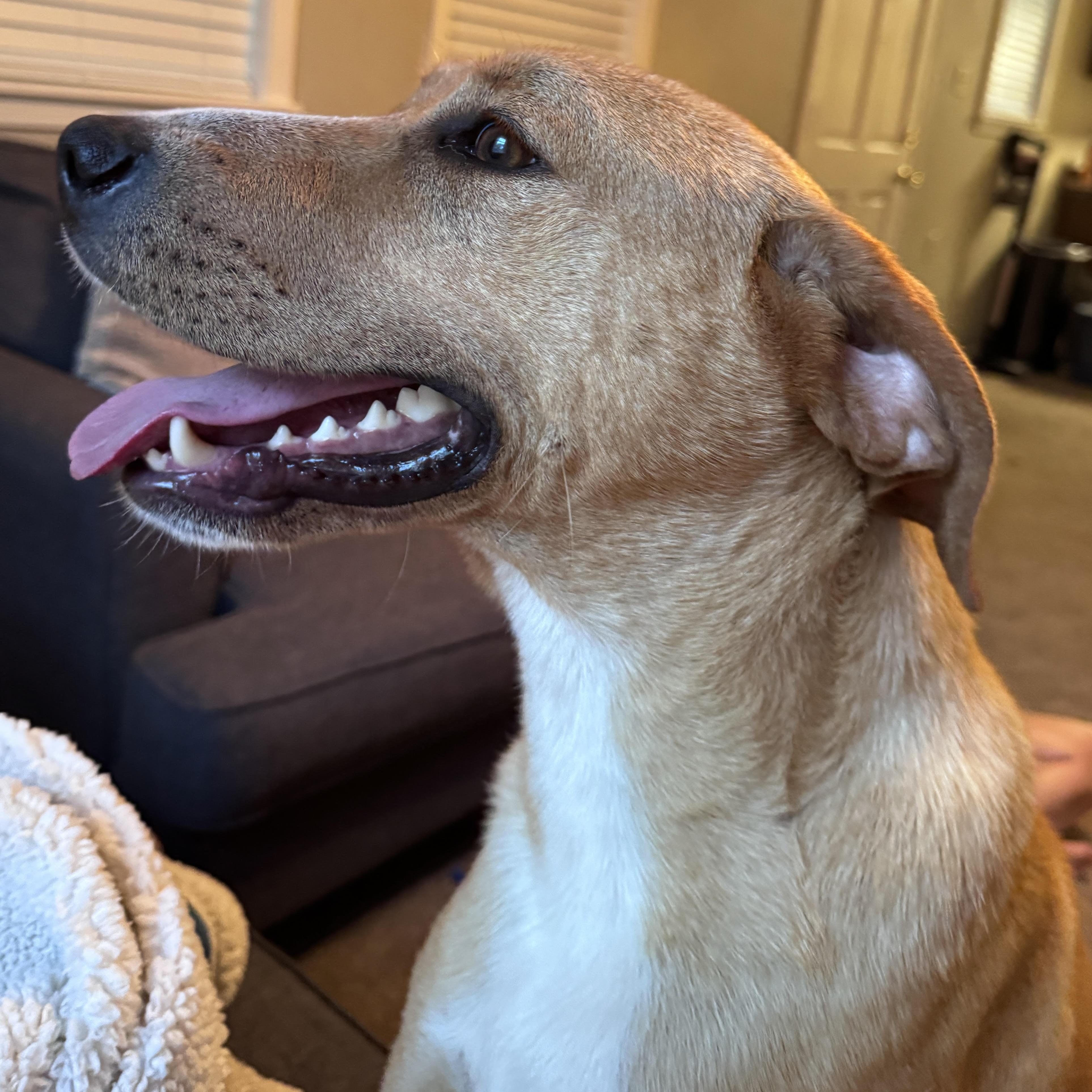 Enlarge Casey Jones, a ADOPTABLE mixed breed in Water Valley, MS image 2/3