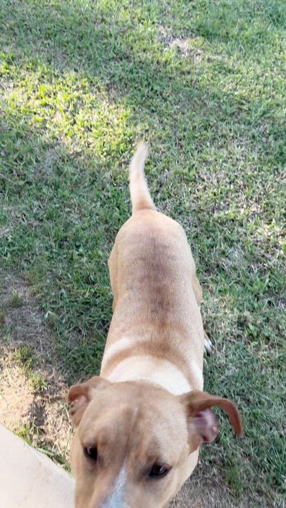 Enlarge Casey Jones, a ADOPTABLE mixed breed in Water Valley, MS video 3/3