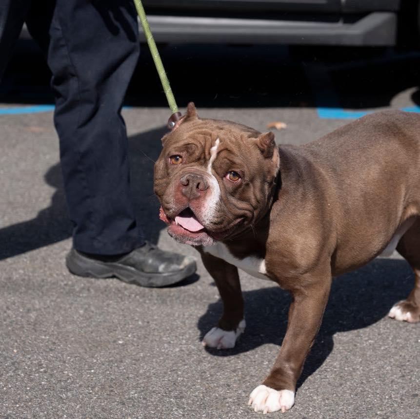 Bruno , adoptable, Adult Male Pit Bull Terrier & American Bully.