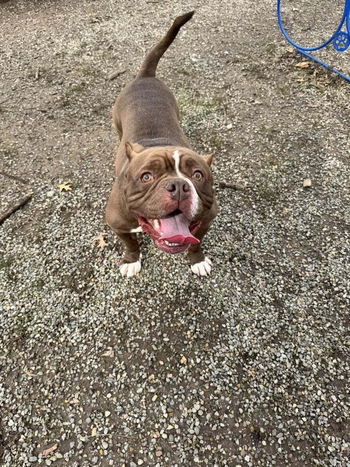 Enlarge Bruno , an adoptable mixed breed in Passaic, NJ image 2/3