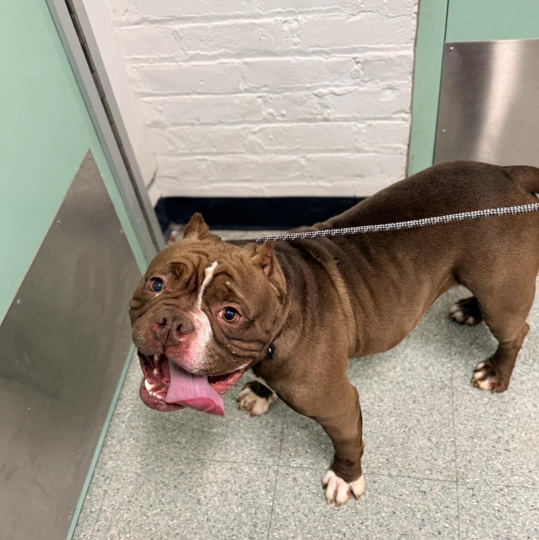 Bruno , adoptable, Adult Male Pit Bull Terrier & American Bully.