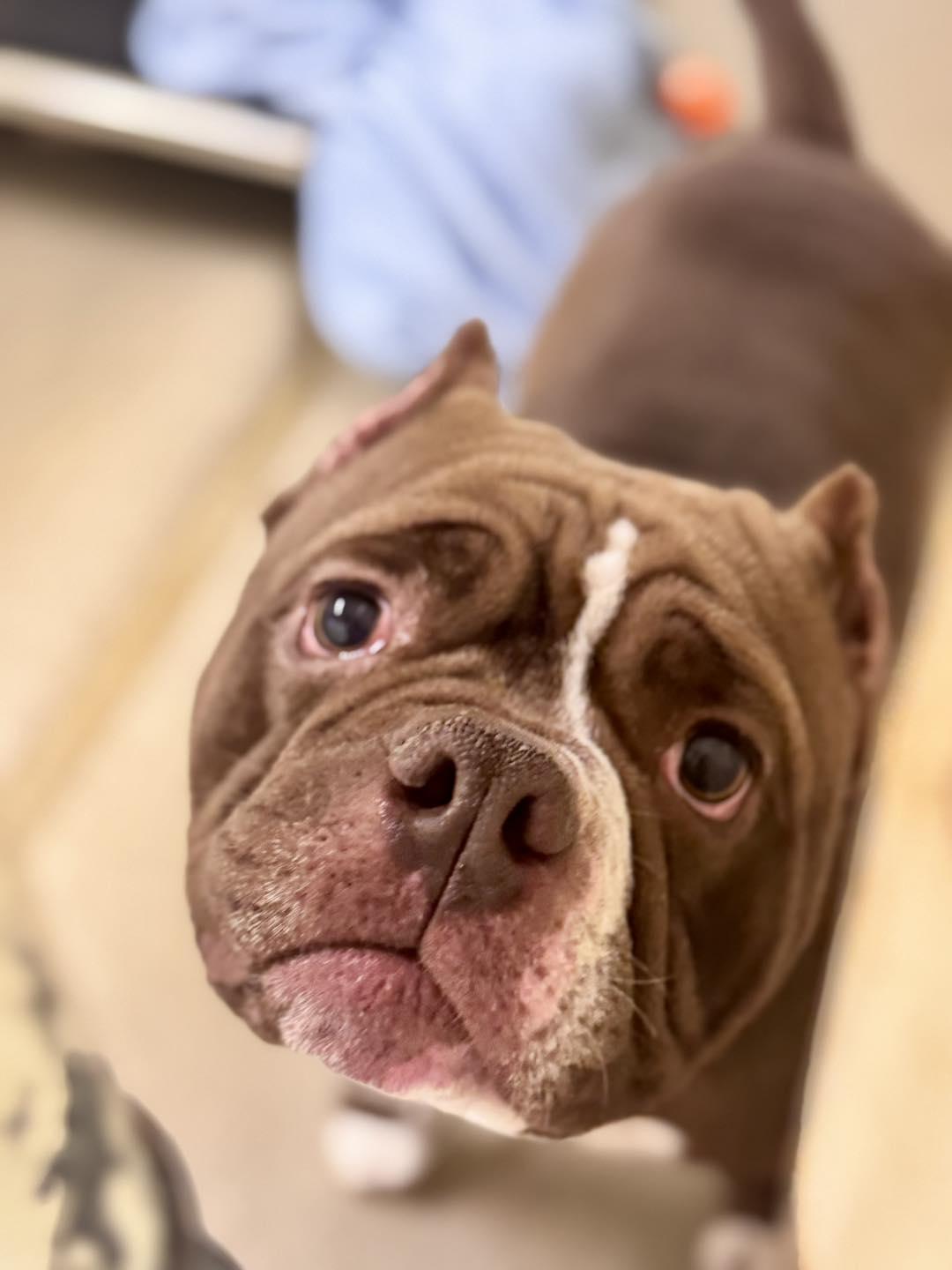 Bruno , adoptable, Adult Male Pit Bull Terrier & American Bully.