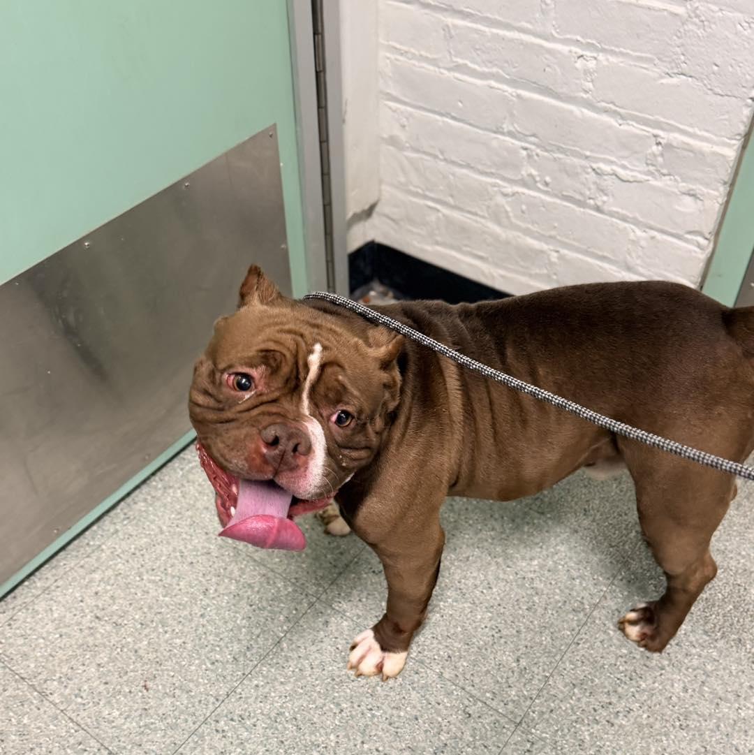 Bruno , adoptable, Adult Male Pit Bull Terrier & American Bully.